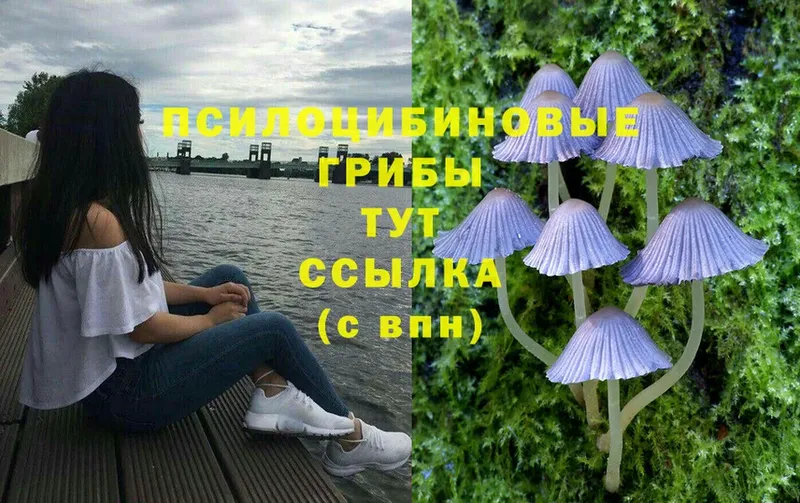 как найти наркотики  блэк спрут вход  Псилоцибиновые грибы Cubensis  Калининград 